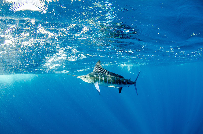 Types of fish on Broome fishing tour